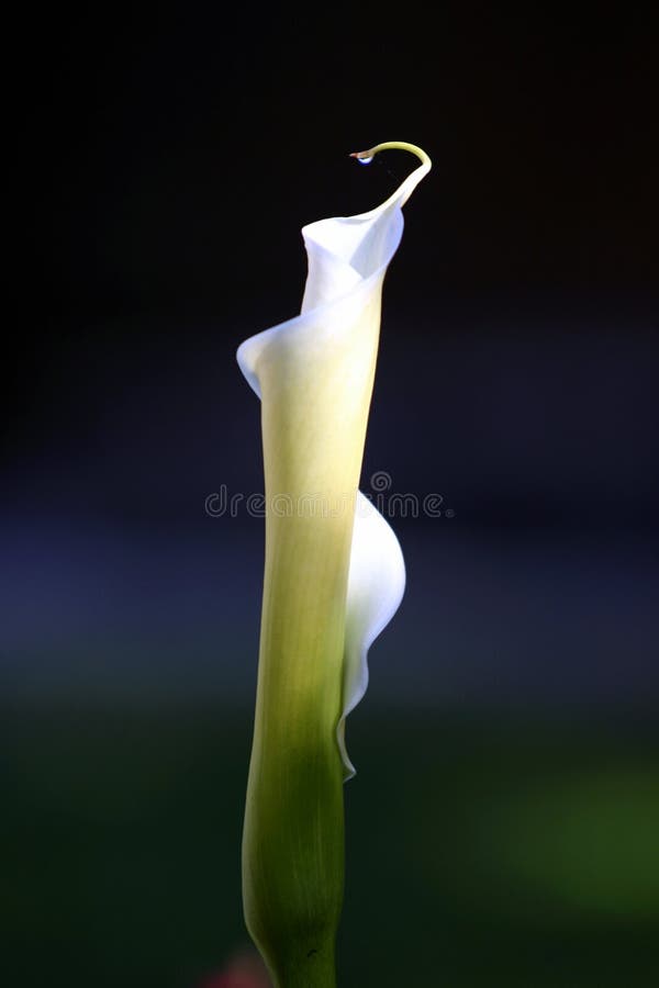 Cala Lily ready to bloom