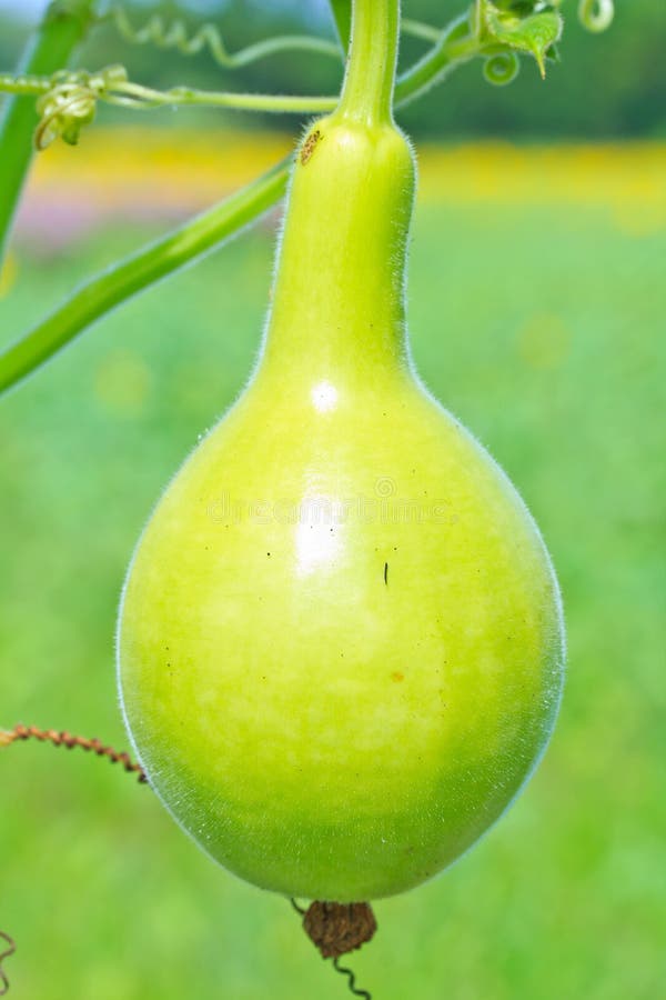 Calabash Or Bottle Gourd Royalty Free Stock Images Image 34939669