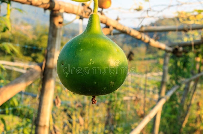 Calabash,Bottle Gourd Fruit Suspended in a Plastic Net with Dried