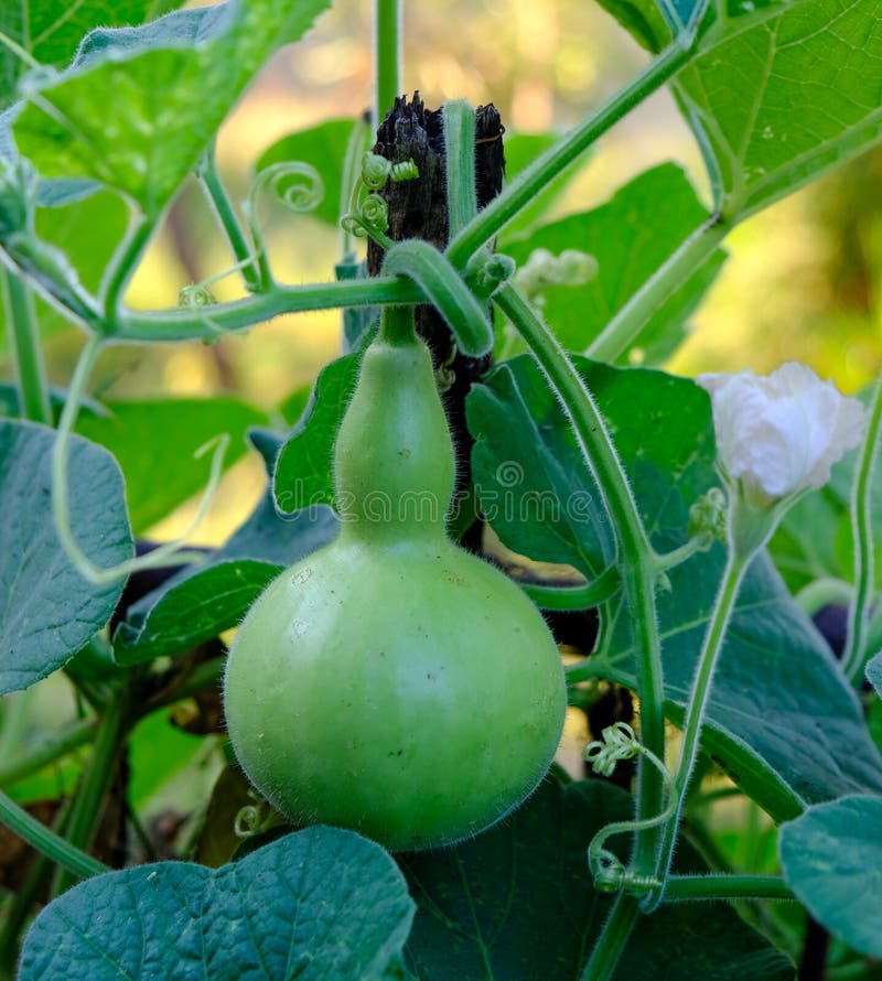 Calabash Gourd, Bottle Gourd é uma planta que tem uma bela forma Shaped como uma garrafa, está crescendo no jardim fotografia de stock Calabash Gourd, Bottle Gourd é uma planta que tem uma bela forma Shaped como uma garrafa, está crescendo no jardim fotografia de stock