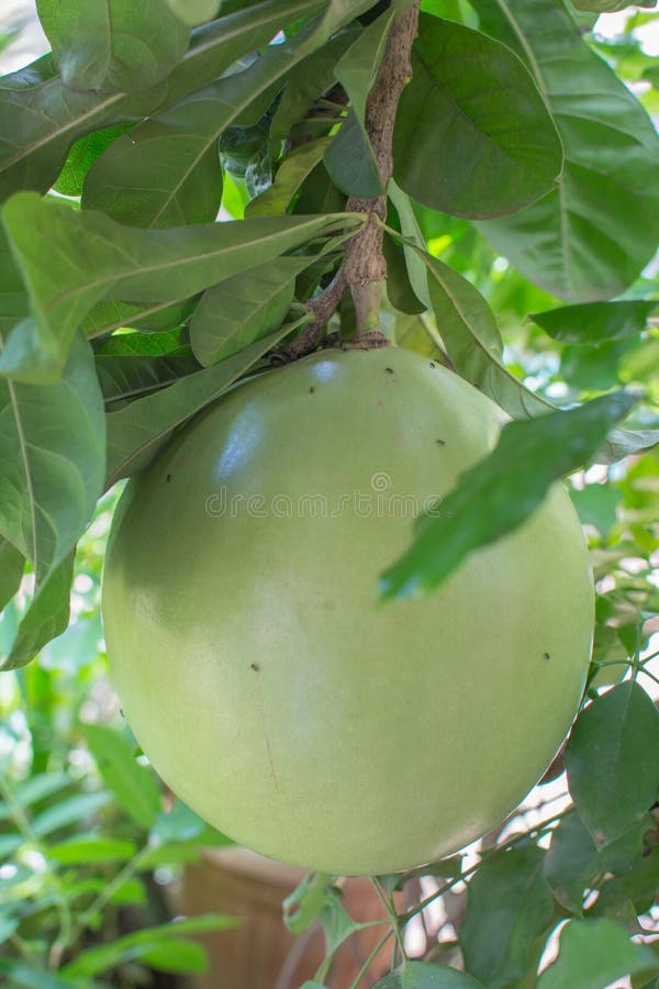 Calabash Tree Miracle Fruit Stock Image Image of miracle, calabash
