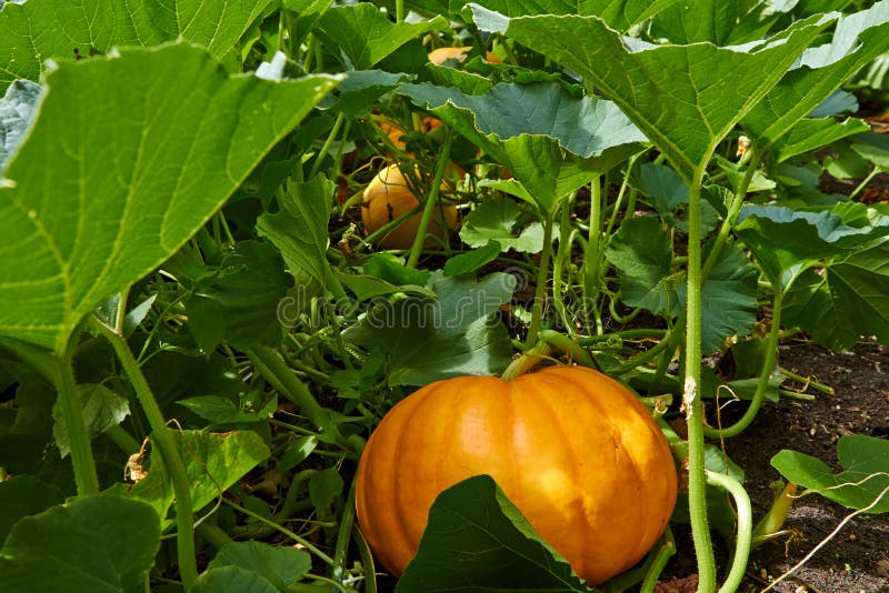 Calabaza anaranjada grande foto de archivo libre de regalías Calabaza anaranjada grande foto de archivo libre de regalías