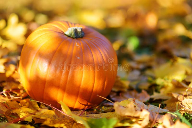 Calabaza anaranjada grande que pone en la tierra cubierta con las hojas de otoño imagenes de archivo Calabaza anaranjada grande que pone en la tierra cubierta con las hojas de otoño imagenes de archivo