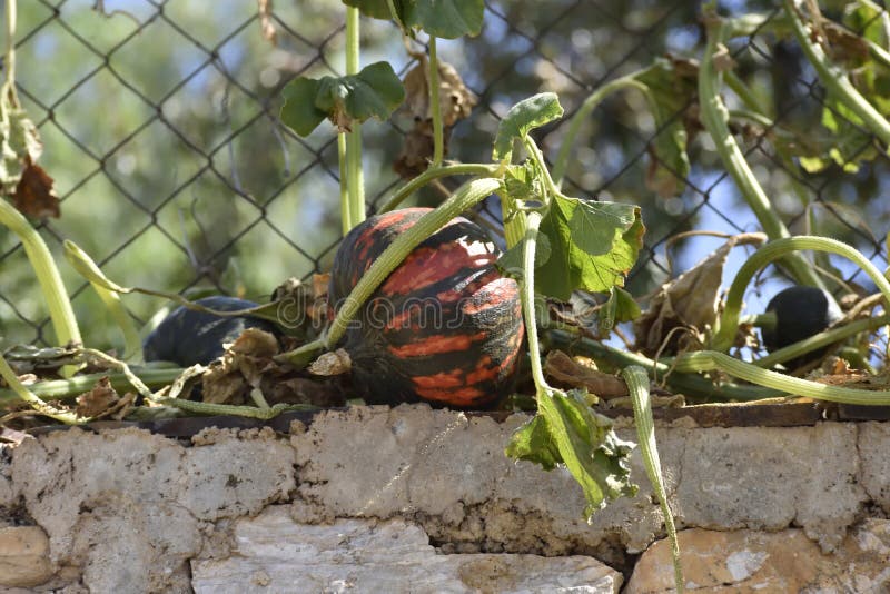 Calabaza anaranjada rallada que pasa la cerca que cuelga en una pared imágenes de archivo libres de regalías Calabaza anaranjada rallada que pasa la cerca que cuelga en una pared imágenes de archivo libres de regalías