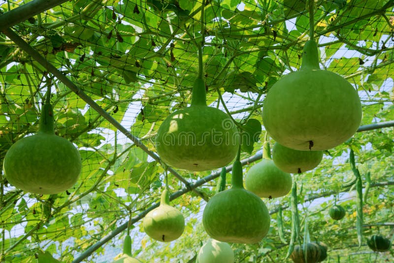 Calabaza de botella fresca, ejecución de la calabaza de la calabaza foto de archivo Calabaza de botella fresca, ejecución de la calabaza de la calabaza foto de archivo