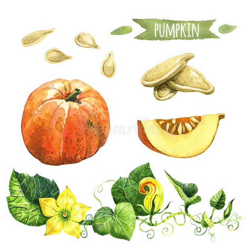 Calabaza, sistema pintado a mano de la acuarela stock de ilustración Calabaza, sistema pintado a mano de la acuarela stock de ilustración