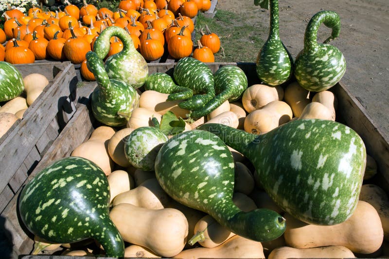 Calabaza tallada de víspera de Todos los Santos fotografía de archivo libre de regalías Calabaza tallada de víspera de Todos los Santos fotografía de archivo libre de regalías