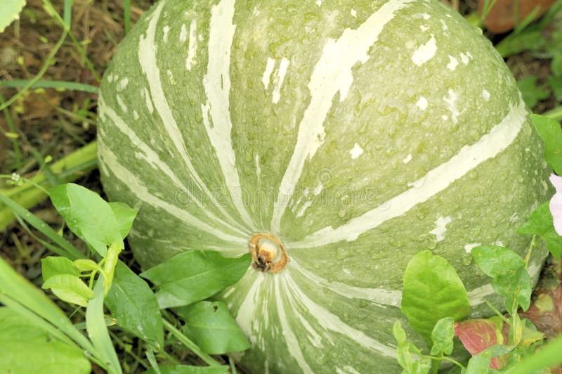 Calabaza verde en la corrección vegetal imagenes de archivo Calabaza verde en la corrección vegetal imagenes de archivo