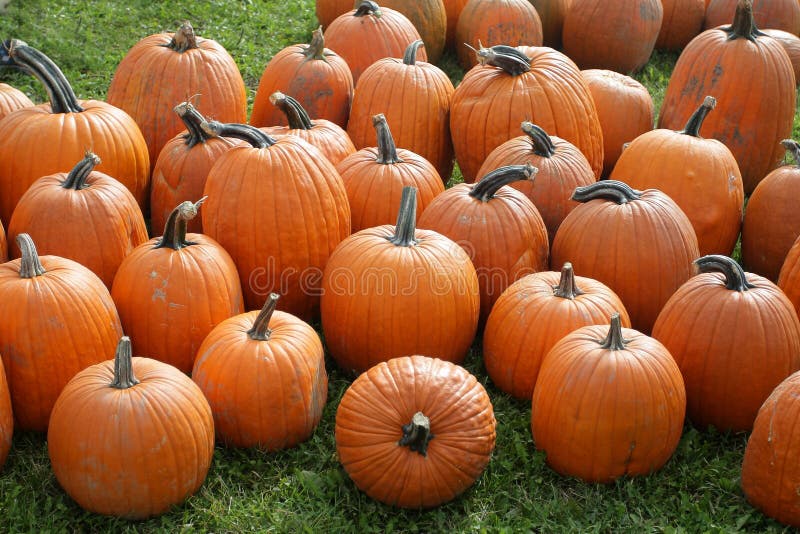 Calabazas imágenes de archivo libres de regalías Calabazas imágenes de archivo libres de regalías