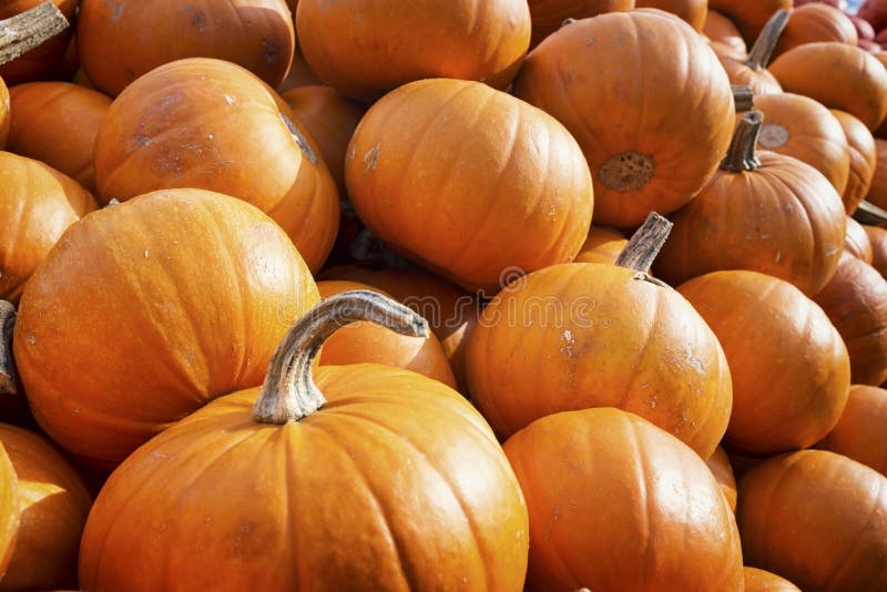 Calabazas imagen de archivo libre de regalías Calabazas imagen de archivo libre de regalías