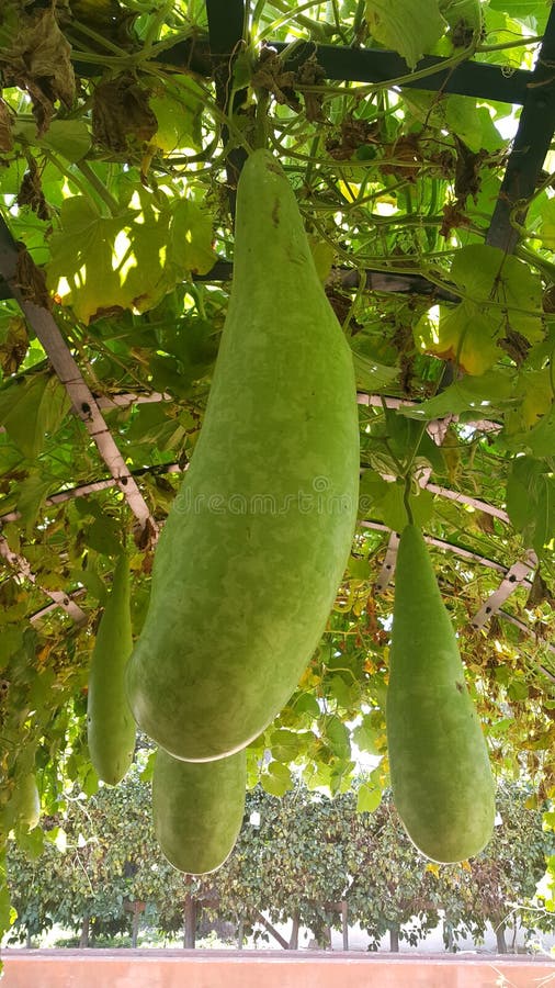 meteorito Interprete A pie Calabazas Colgantes Fotos de stock - Fotos libres de regalías de Dreamstime