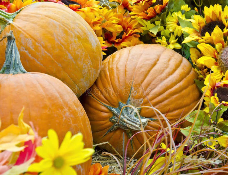 Calabazas de la caída imágenes de archivo libres de regalías Calabazas de la caída imágenes de archivo libres de regalías