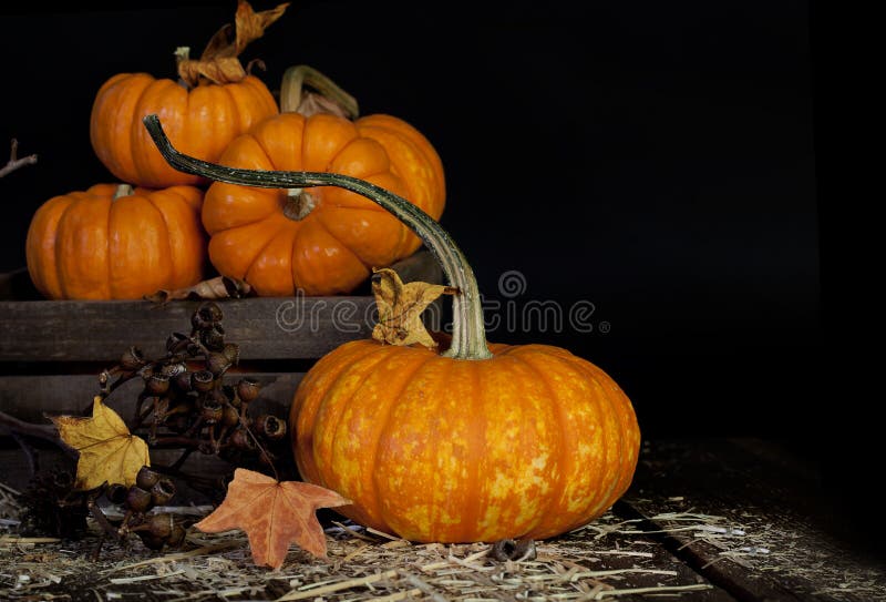 Download Calabazas de la caída imagen de archivo. Imagen de gould - 44850625