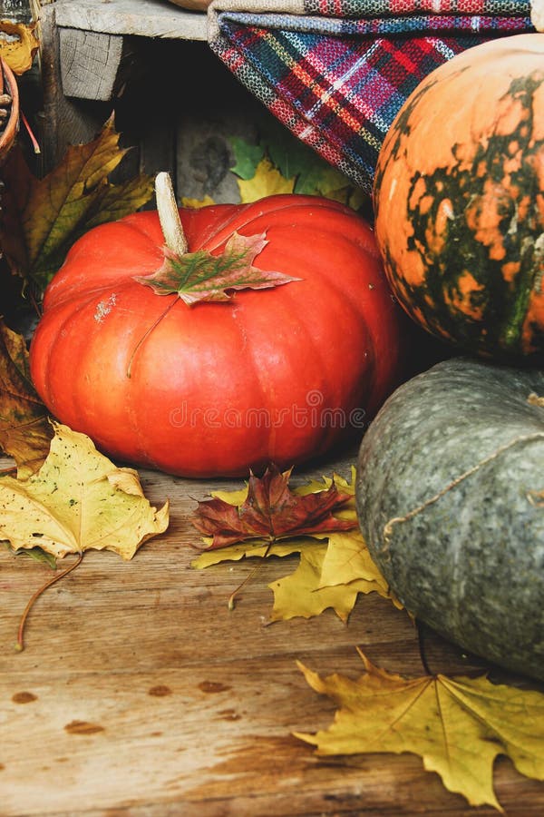 Calabazas Y Hojas De Otoño. Cosecha. Día De Acción De Gracias. Fondo De Pantalla Imagen de archivo - Imagen de ramo, linterna: 198915481 Calabazas Y Hojas De Otoño. Cosecha. Día De Acción De Gracias. Fondo De Pantalla Imagen de archivo - Imagen de ramo, linterna: 198915481