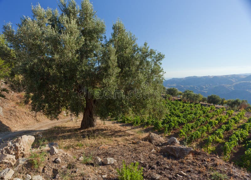 calabria olive tree royaltyfria bilder calabria olive tree royaltyfria bilder