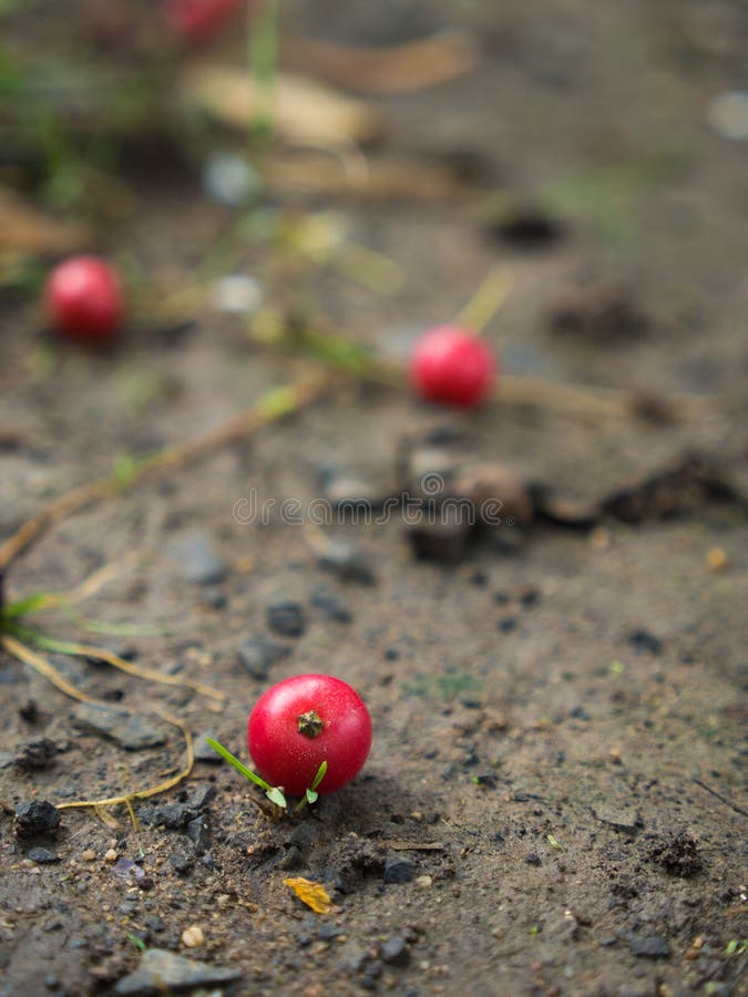 Calabur Fruit Falls on The Ground stock photography