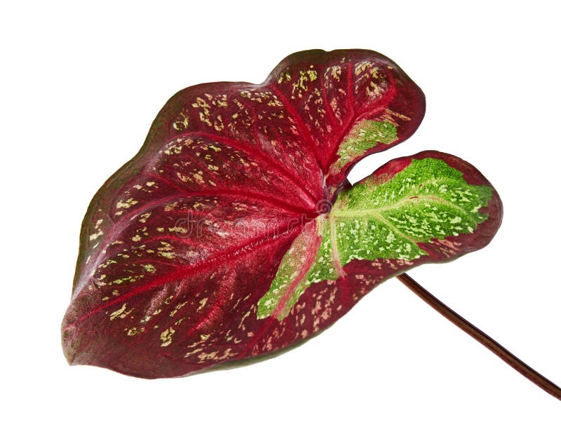 Caladium Bicolor Leaf or Queen of the Leafy Plants, Bicolor Foliage ...