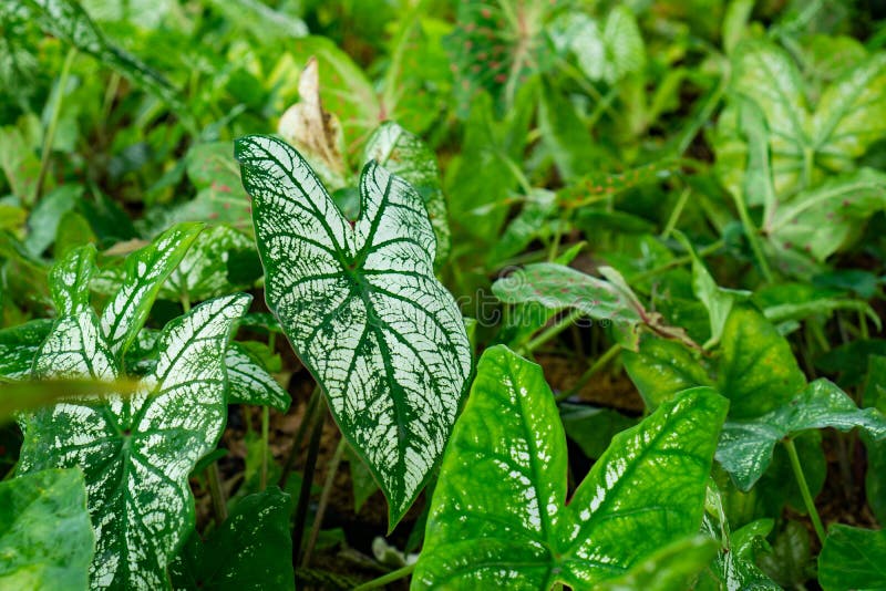 Caladium Christmas Plants White Leaf Stock Image Image of fresh
