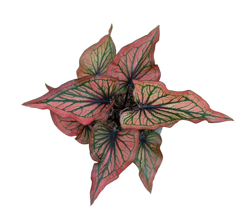 Caladium Queen of the Leafy Plants top view isolate on white background