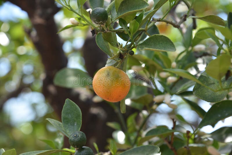 Calamandarin Orange Fruit Tree with Ripening Fruit Stock Image Image