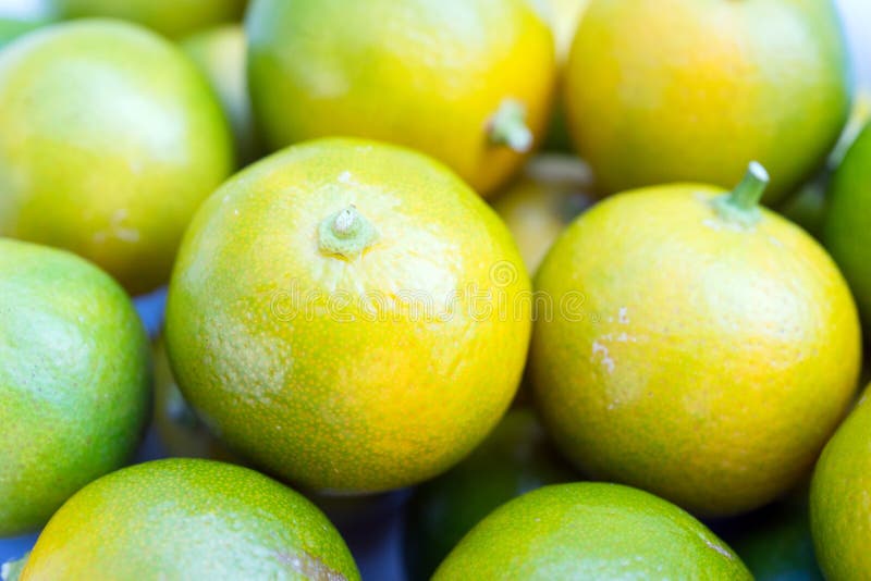 Calamondin apelsinfrukter royaltyfri foto