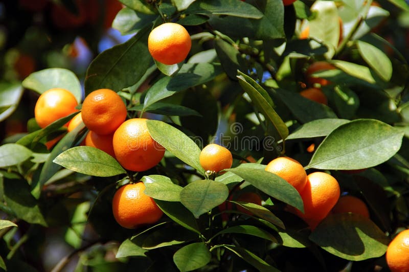 Calamondin Citrus Oranges