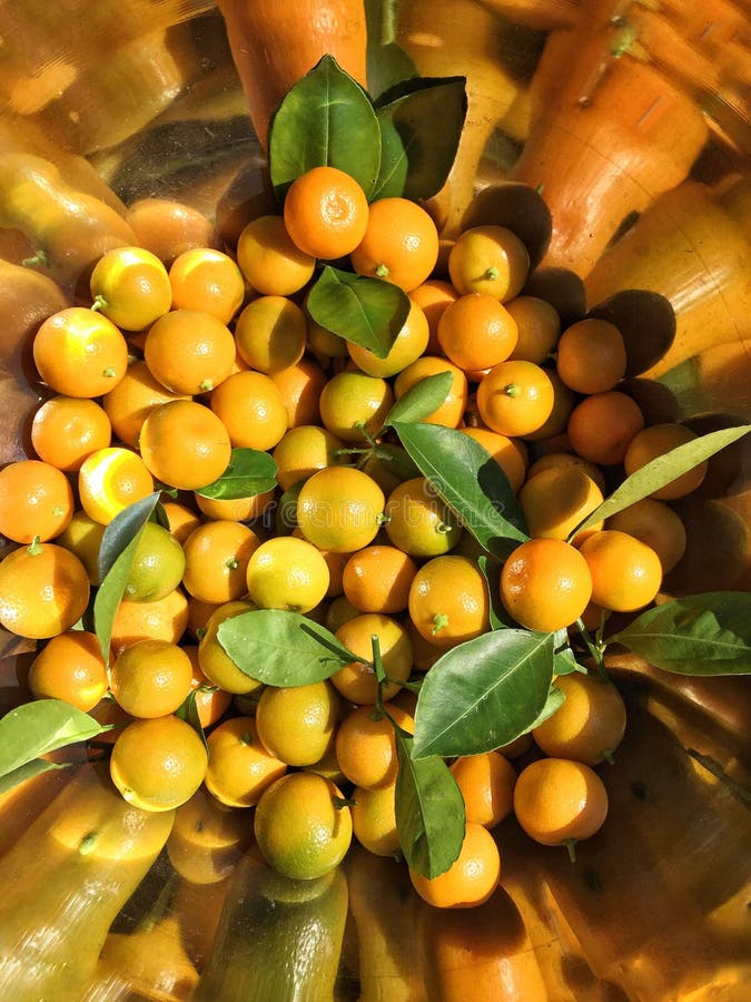 Calamondin oranges