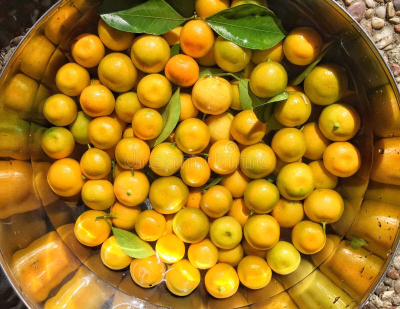 Calamondin oranges