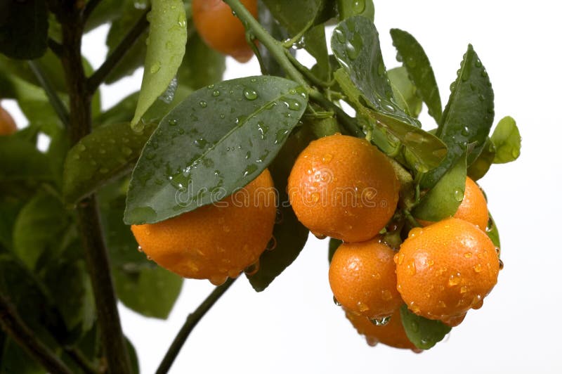 Calamondin tree with fruit and leaves