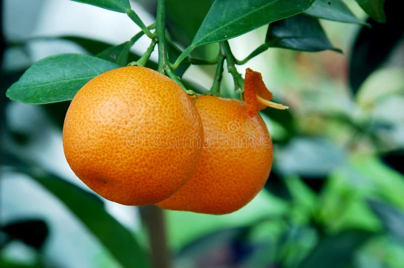 Calamondin Zitrusfrucht-Orangen