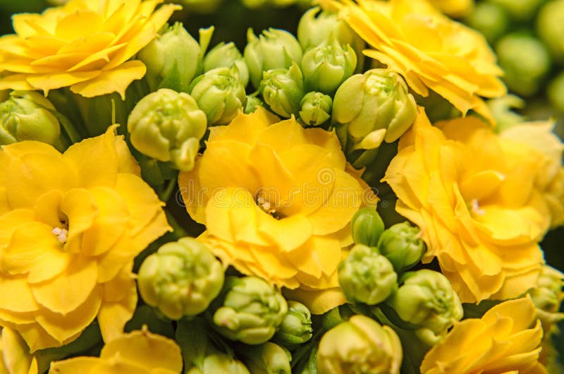 Calandiva amarillo florece Kalanchoe, Crassulaceae de la familia, cierre para arriba imágenes de archivo libres de regalías Calandiva amarillo florece Kalanchoe, Crassulaceae de la familia, cierre para arriba imágenes de archivo libres de regalías