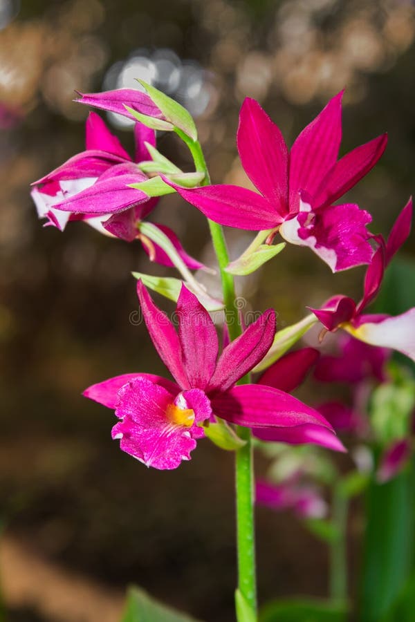 Calanthe Grouville Orchid stock image. Image of orchid - 37739249