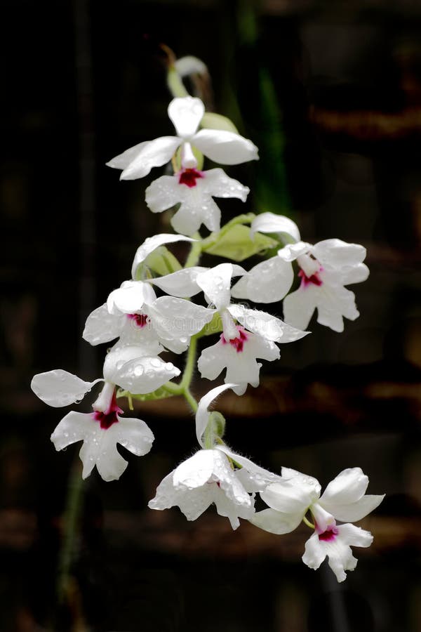 Calanthe Vestita (Phai Calanthe Krypta) Orchid Stock Photo - Image of  environment, close: 13075784