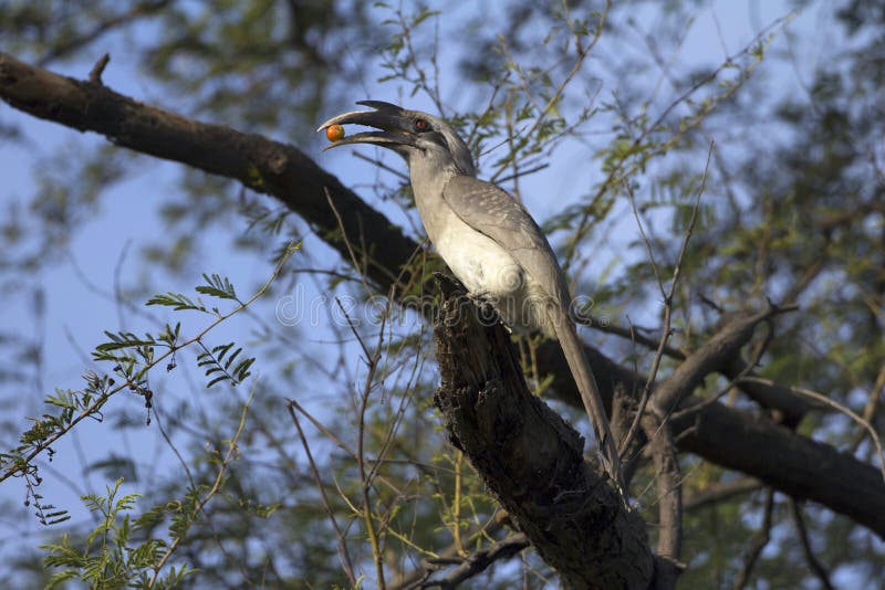 Calao gris indien, birostris d'Ocyceros, parc national de Keoladeo Ghana, Bharatpur, Ràjasthàn, Inde photo libre de droits Calao gris indien, birostris d'Ocyceros, parc national de Keoladeo Ghana, Bharatpur, Ràjasthàn, Inde photo libre de droits