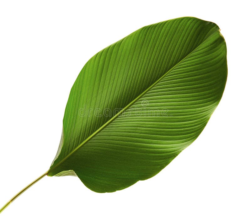 Calathea lutea foliage, Cigar Calathea, Cuban Cigar, Exotic tropical leaf, Calathea leaf, isolated on white background with clip