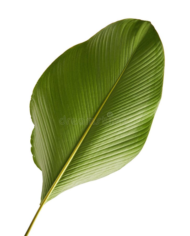 Calathea lutea foliage, Cigar Calathea, Cuban Cigar, Exotic tropical leaf, Calathea leaf, isolated on white background with clip