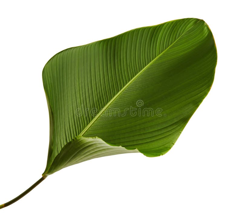 Calathea lutea foliage, Cigar Calathea, Cuban Cigar, Exotic tropical leaf, Calathea leaf, isolated on white background