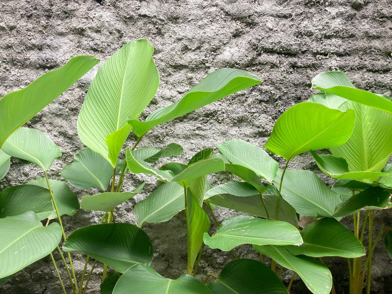 Calathea lutea plant which is also called Cuban Cigar or Pampano