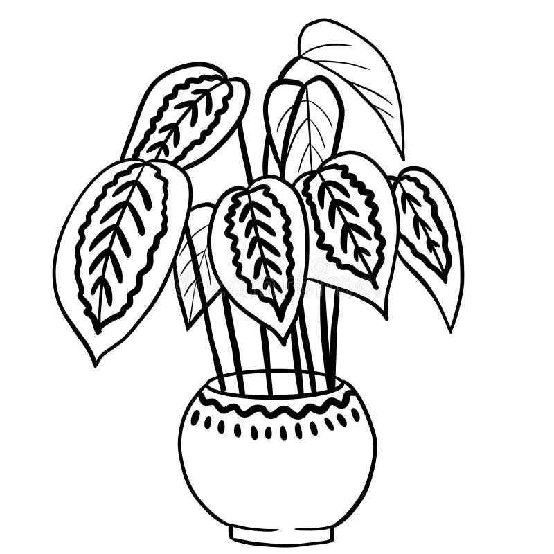 Calathea Marantha in a Pot in Black Line Outline Cartoon Style ...