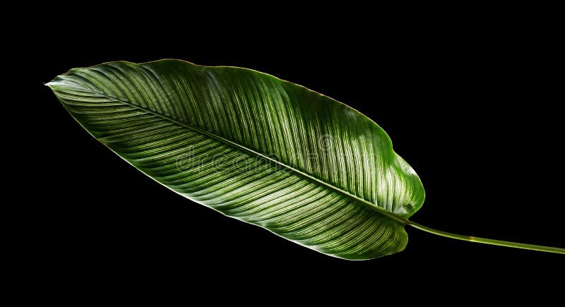 Calathea ornata lampas Calathea opuszcza na czarnym tle, tropikalny ulistnienie odizolowywający zdjęcie stock Calathea ornata lampas Calathea opuszcza na czarnym tle, tropikalny ulistnienie odizolowywający zdjęcie stock