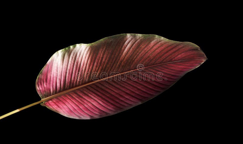 Calathea ornata lampas Calathea opuszcza na czarnym tle, tropikalny ulistnienie odizolowywający obraz royalty free Calathea ornata lampas Calathea opuszcza na czarnym tle, tropikalny ulistnienie odizolowywający obraz royalty free
