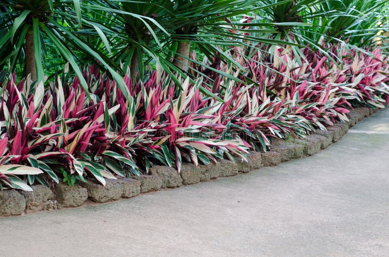 Calathea και δέντρο loureiri Dracaena στοκ εικόνα με δικαίωμα ελεύθερης χρήσης Calathea και δέντρο loureiri Dracaena στοκ εικόνα με δικαίωμα ελεύθερης χρήσης