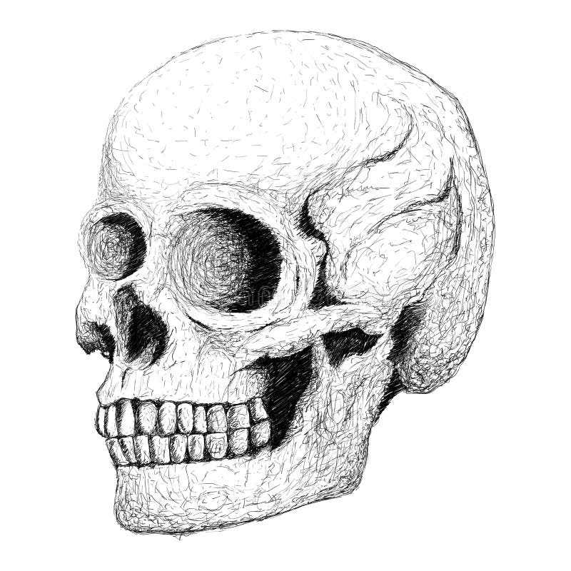 Calavera Dibujada a Mano, Dibujo De Ilustración Monocromática Sobre Fondo Blanco Stock de ilustración - Ilustración de esqueleto, viejo: 163355370 Calavera Dibujada a Mano, Dibujo De Ilustración Monocromática Sobre Fondo Blanco Stock de ilustración - Ilustración de esqueleto, viejo: 163355370