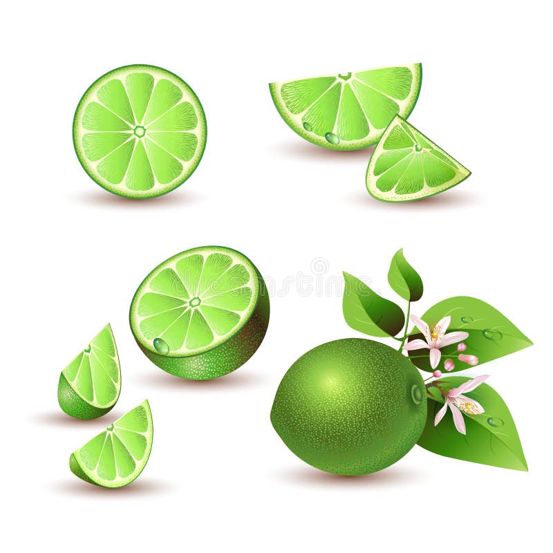 Calce fresca con i fiori illustrazione di stock Calce fresca con i fiori illustrazione di stock