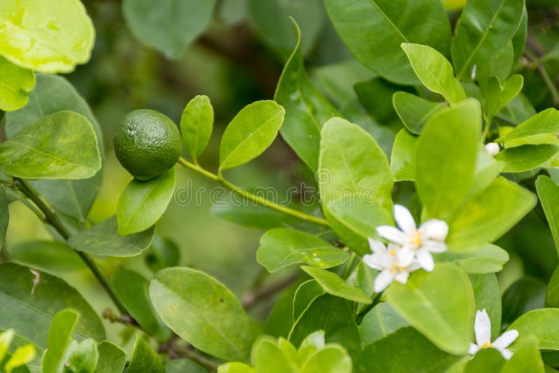 Calce verdi che appendono su un albero nel giardino e sulle gocce di acqua dopo la pioggia immagini stock Calce verdi che appendono su un albero nel giardino e sulle gocce di acqua dopo la pioggia immagini stock