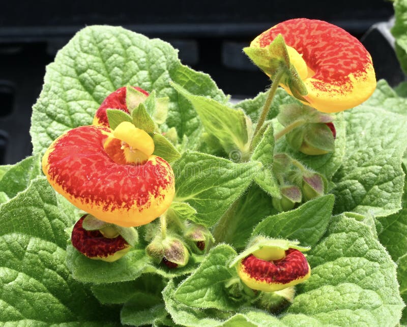 Image of Variete of calceolaria orsmall slipper or lady purse -  Narrow-leaved