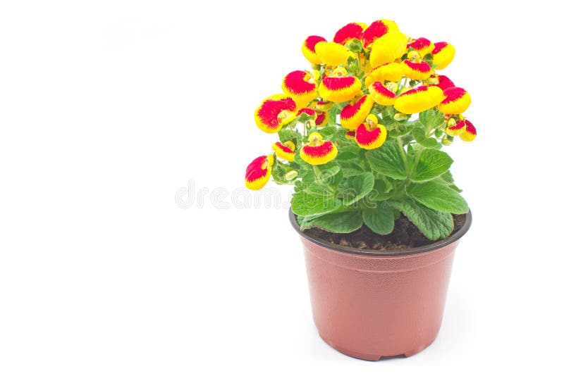 Ladys Purse Slipper Flower Calceolaria Herbeohybrida Stock Photo 268978205  | Shutterstock