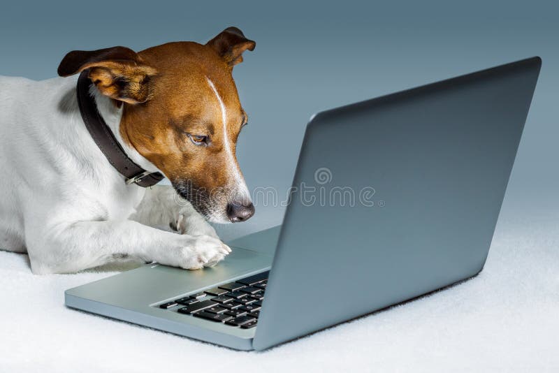 Dog using a computer and browsing the internet. Dog using a computer and browsing the internet