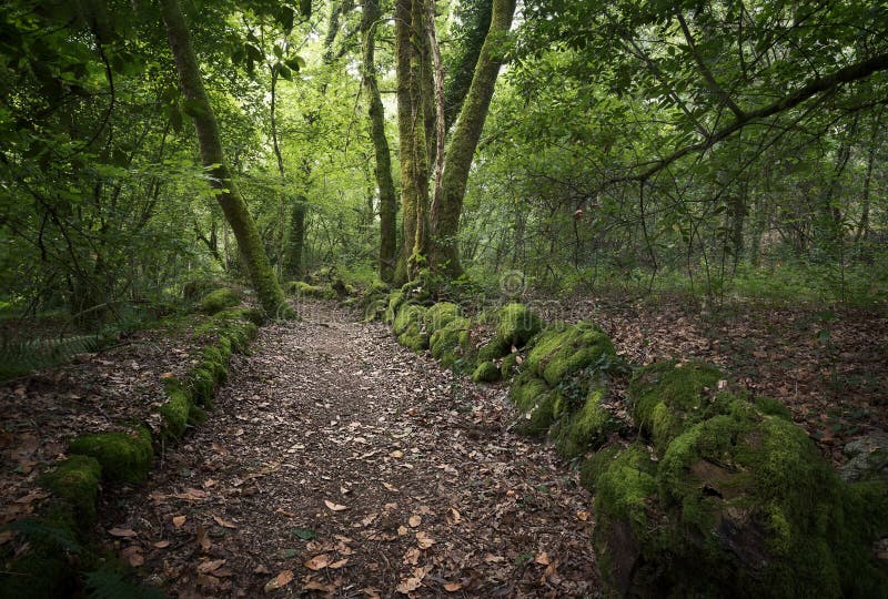 Calea de-a lungul pietrelor acoperite de mușchi și a copacilor într-o pădure adâncă din Galiția stock image