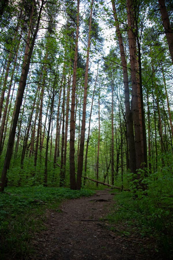 Calea verde în pădure cu copaci căzuți după ploaie. royalty free stock photos